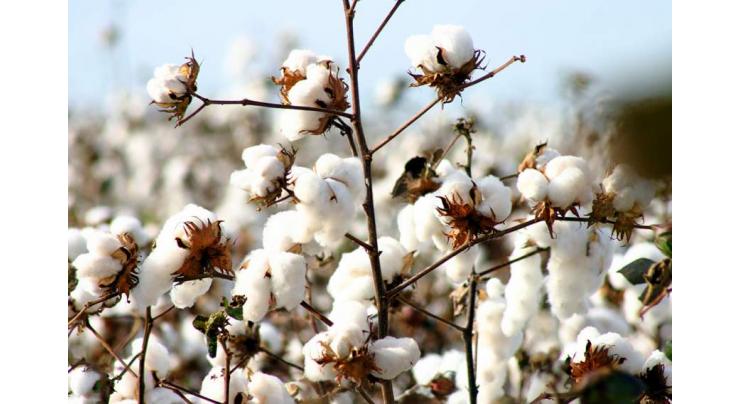 Cotton cultivated over 2.457 mln hectares, sowing decreases 1.3 %
