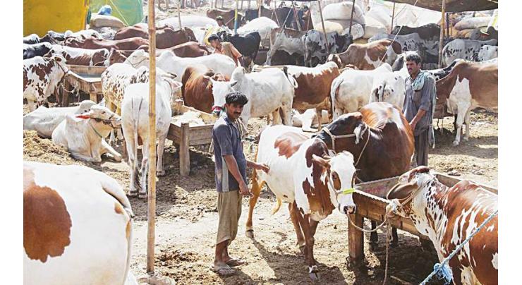 Four cattle markets to be set up in Islamabad
