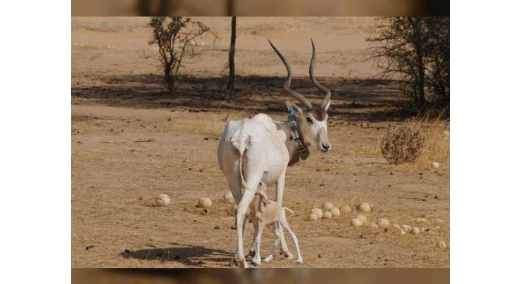 EAD celebrates first critically endangered Addax born in the wild in Chad