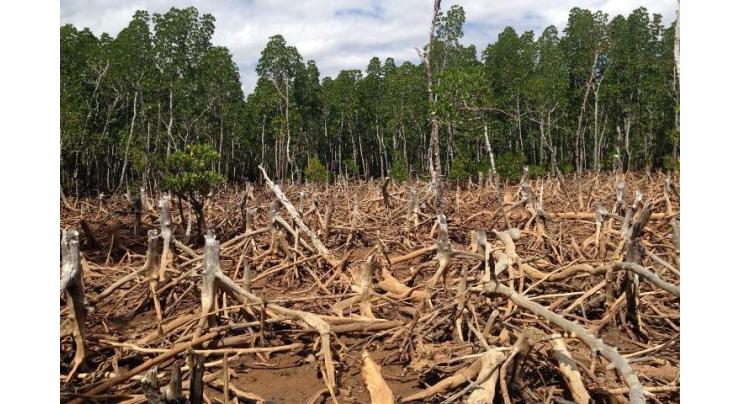Deforestation decreased but still remains a concern: UN report
