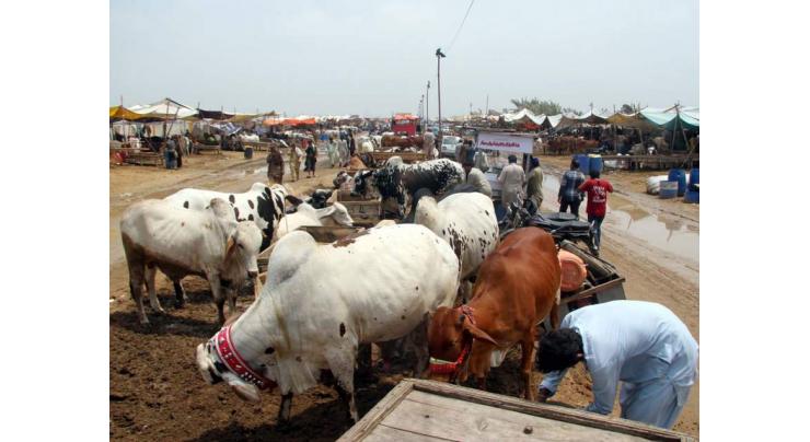 Implementation of smart lockdown, arrangements at cattle markets reviewed
