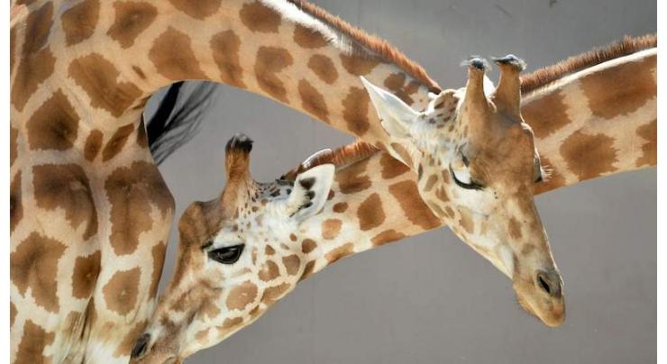 Dozens saved in Niger flooding; giraffe drowns
