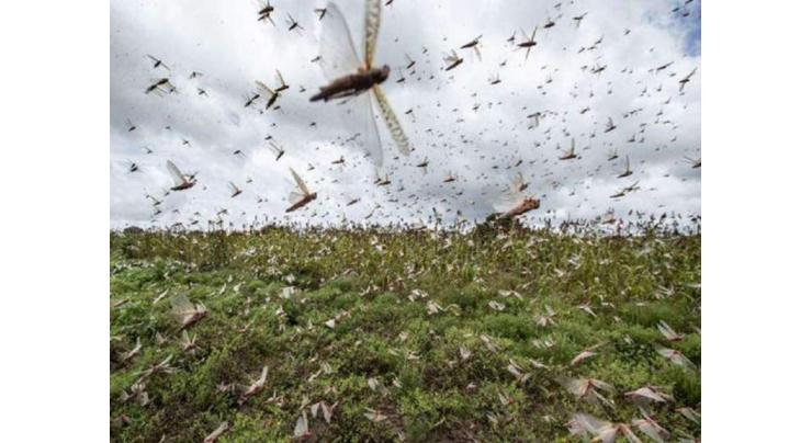 Locust presence recorded in Taluka Nagarparkar: NLCC

