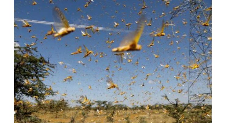 Country facing locust threats coming from Indian side, swarms from Africa, Oman reduced
