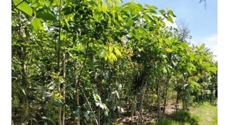 PHA to plant miyawaki forest at 51 areas of city
