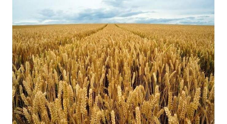Over 120 tons high yielding seed varieties of wheat developed under crop enhancement project
