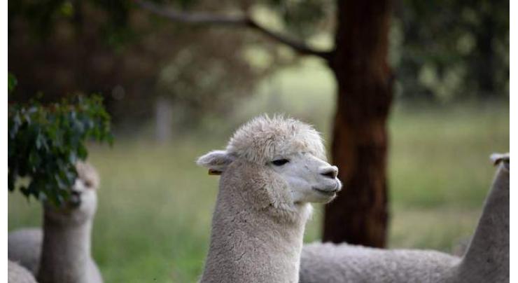 Alpacas could hold key to COVID-19 treatments: Australian scientists
