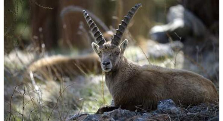 Swiss to ban foreign trophy hunters from killing Alpine ibex
