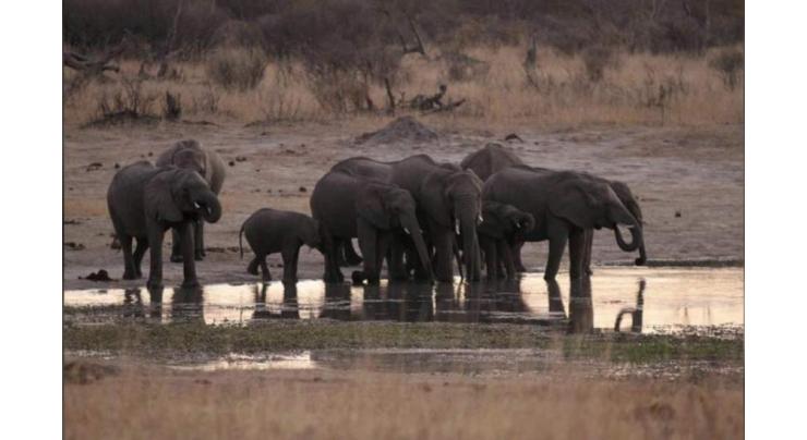 Eleven Elephants Die in Zimbabwe, Parks Authority Says Anthrax Suspected Cause
