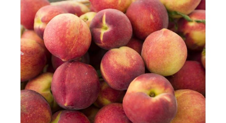 Freak weather, erratic rains decimate current year's 60 percent produce of peach fruit in Pakistan
