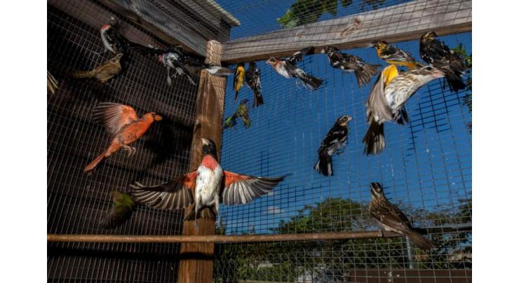 More than 50 precious birds seized from poachers, released in natural habitat

