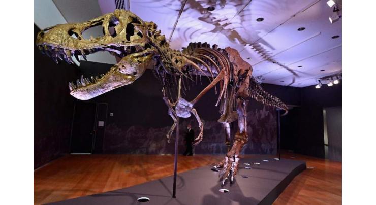 T-rex skeleton could fetch record price at New York auction
