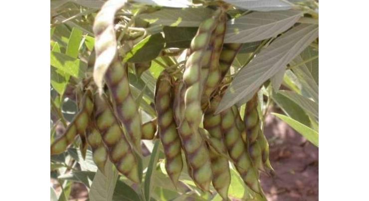 Gram cultivation starts from October: agri deptt
