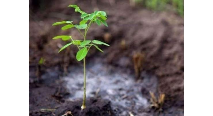 Irrigation dept to plant one million saplings along canals
