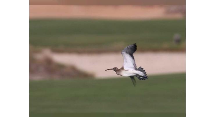 A world first for Abu Dhabi as ultra-rare bird stops over