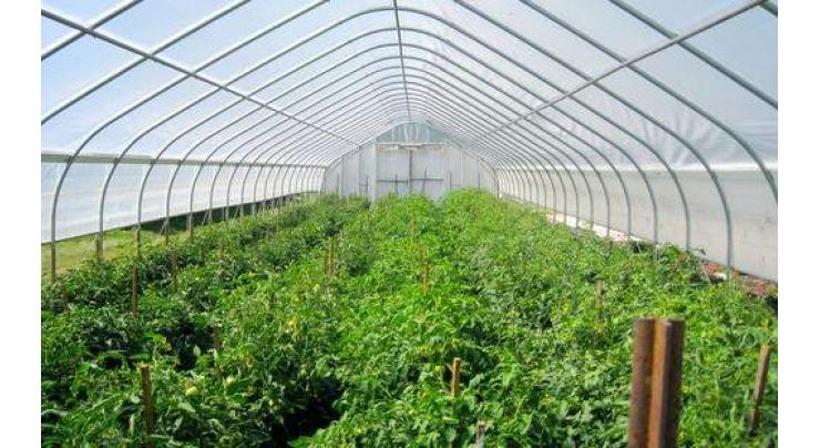 Experts advises tunnel cultivation for summer vegetable should start in Oct
