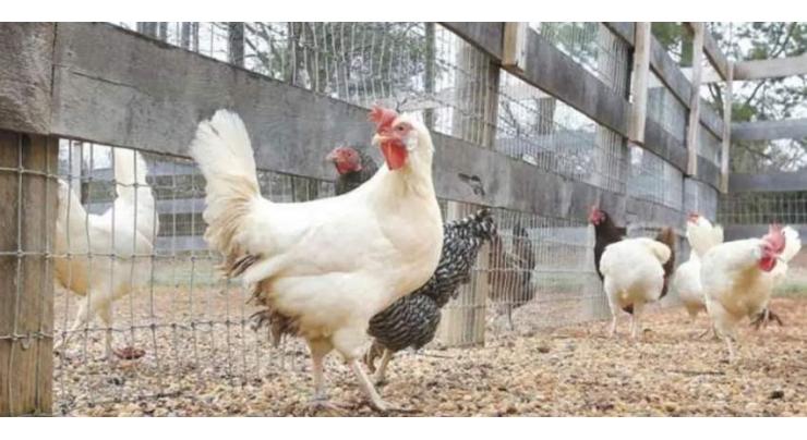 Around 1300 birds distributed under PM's 'Backyard Poultry Initiative'
