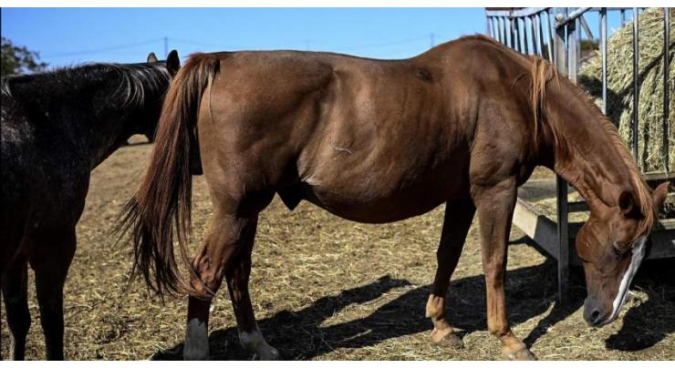 Horses mutilated in Sweden, mirroring France attacks
