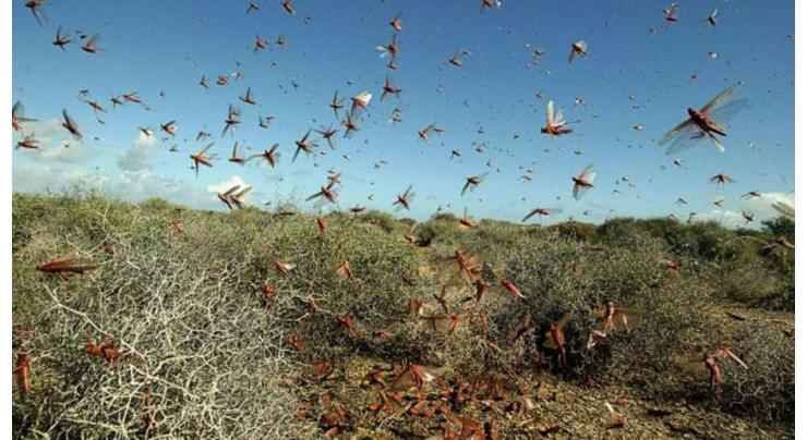 No locust in KP, Sindh and Punjab
