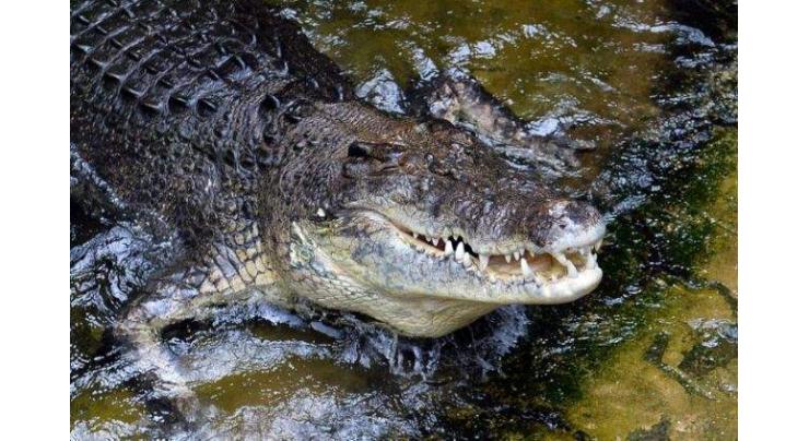 Crocodile attacks snorkeller off Australian island
