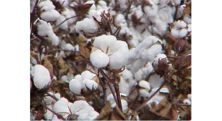 Farmers can get 30-40 Maunds per acre from cotton crop
