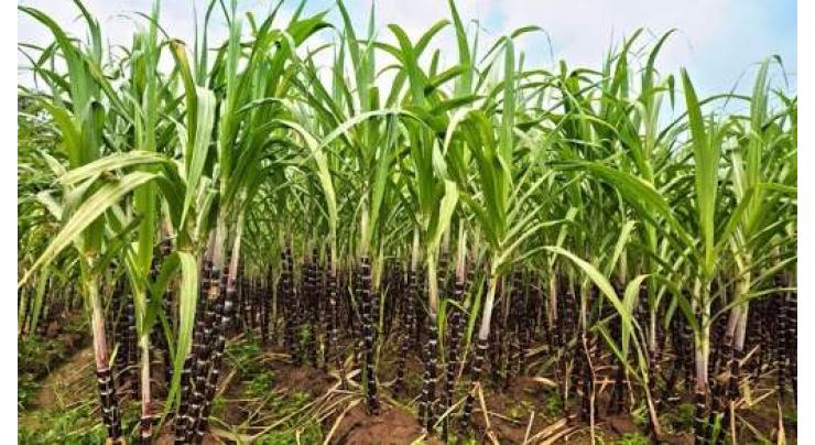 Growers advised of timely cultivation of sugarcane's better varieties for enhanced yield
