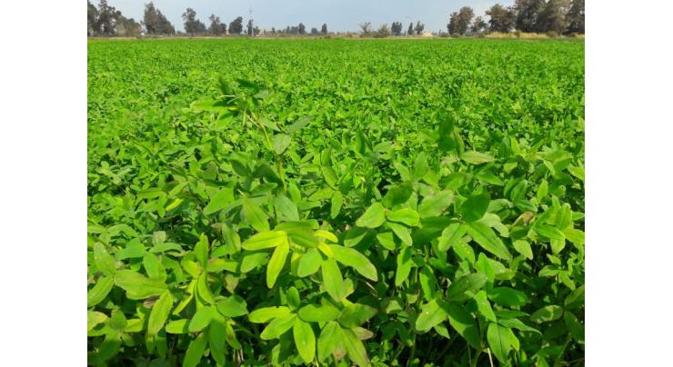 Farmers advised to complete Barseem cultivation by mid October
