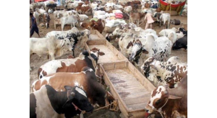 Commissioner directs for abolishing illegal cattle markets
