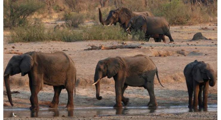 Suspected bacteria infection kills 12 more Zimbabwe elephants
