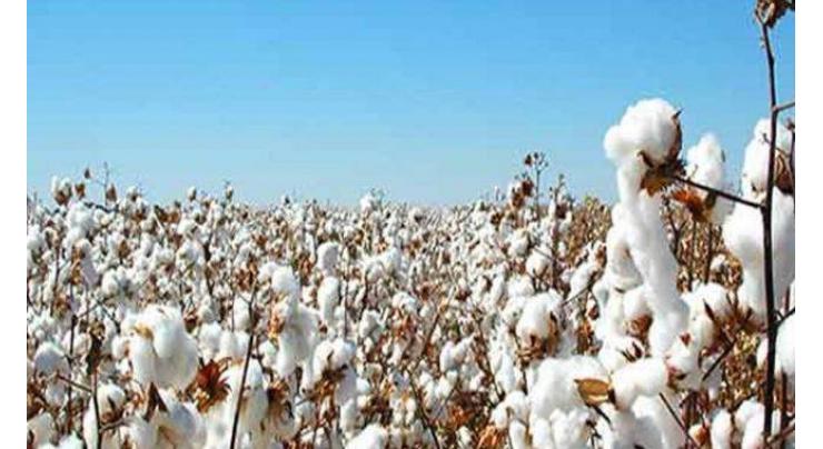 PCGA concerned over reduction of cotton crop cultivation area
