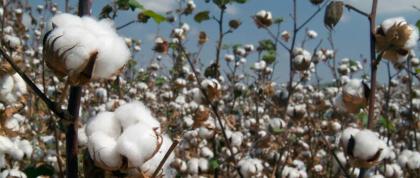 S.Punjab Agri Secy for preparation of climate smart cotton seed
