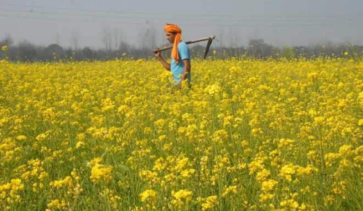 Experts for staring canola cultivation