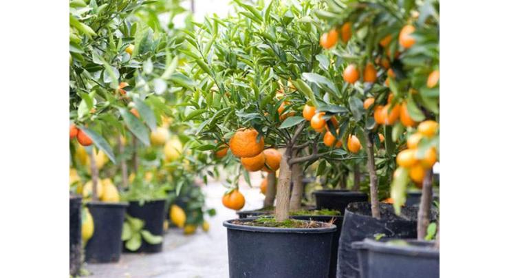 Secretary orders survey, registration of fruit plant nurseries

