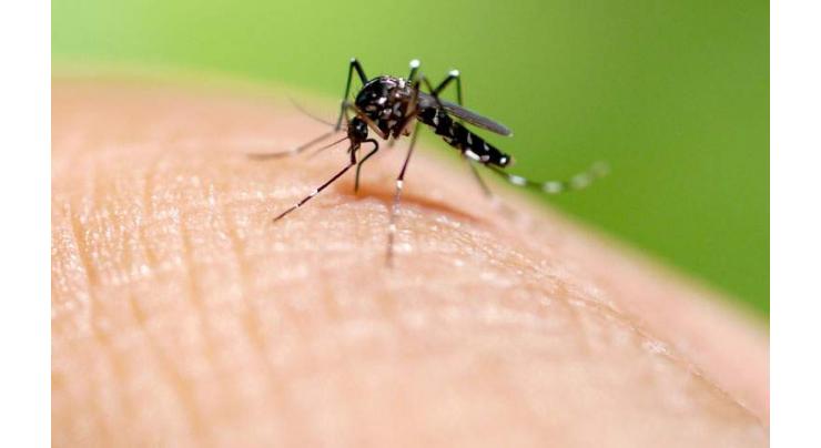 Three confirmed, 709 suspect cases of dengue reported in Punjab

