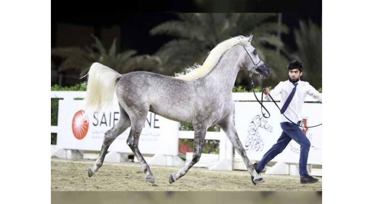 Over 70 horses contesting Sharjah Arabian Horse Festival Straight Egyptian 2020