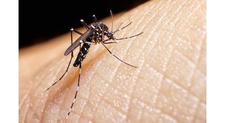 One confirmed, 707 suspected dengue cases reported in Punjab
