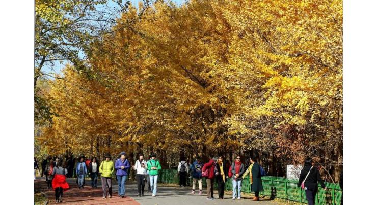 Beijing parks open for fall foliage tours
