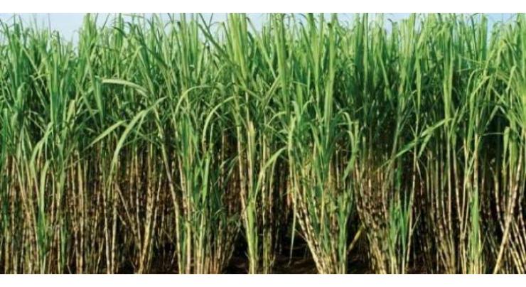 Production of Sugarcane, rice increase: FCA told
