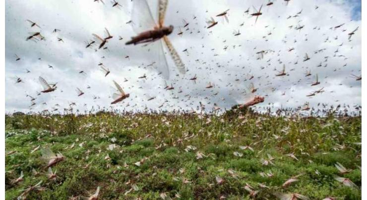Locust presence not reported in country during last 24 hours: NLCC
