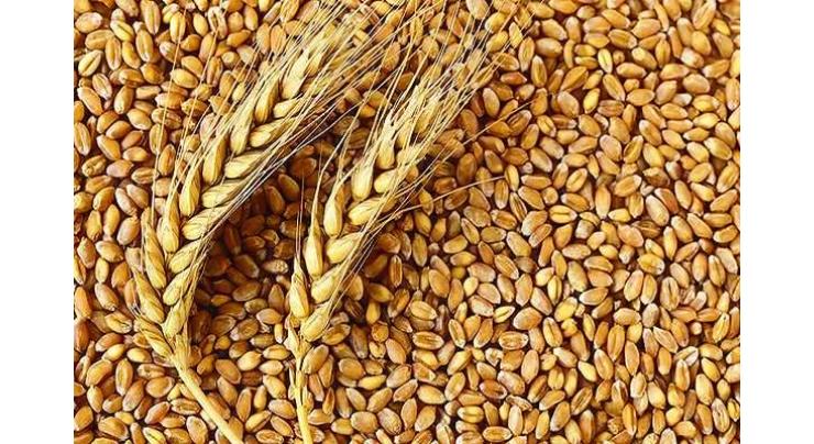 Food deptt sufficient wheat stock in division
