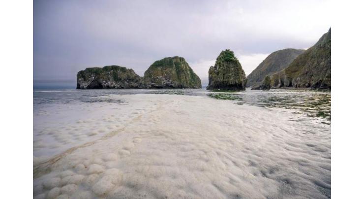 Death of sea life off Russia peninsula 'caused by algae'
