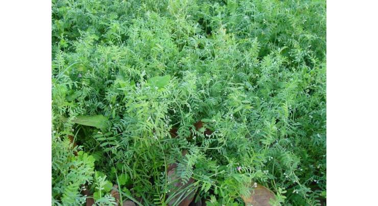 Lentil cultivation should be completed by Nov 15
