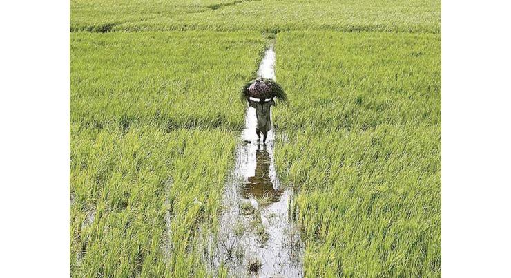 China making efforts for seawater rice cultivation in Pakistan: Chinese expert
