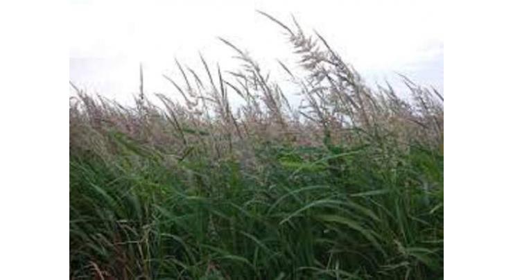 China to have largest field gene bank for plateau wild rice
