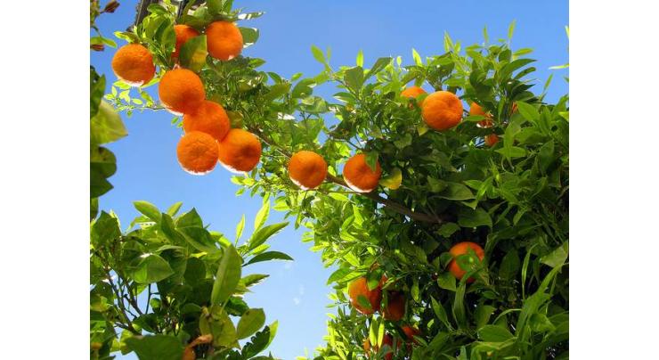 Pakistan producing best quality citrus fruits; modern marketing can boost forex: expert
