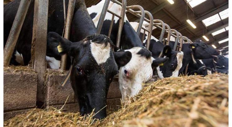 Livestock processing may pose a COVID-19 public health risk: Researchers
