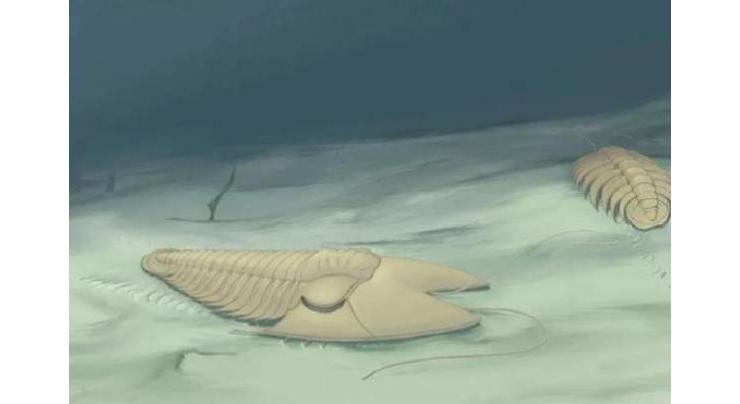 China scientists find 500-mln-year-old peculiar trilobite fossil
