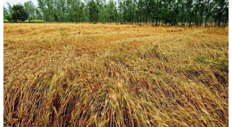 Growers advised to use modern technology for wheat cultivation
