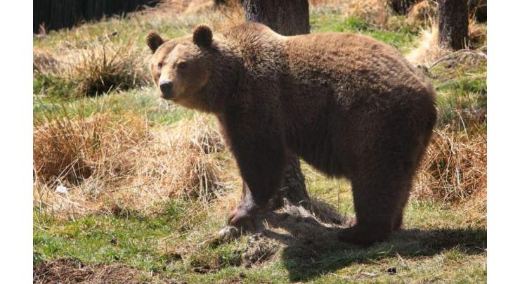 Third bear killed in Pyrenees this year

