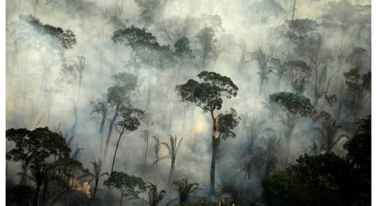 Deforestation in Amazon rainforest exceeds 11,000 km
